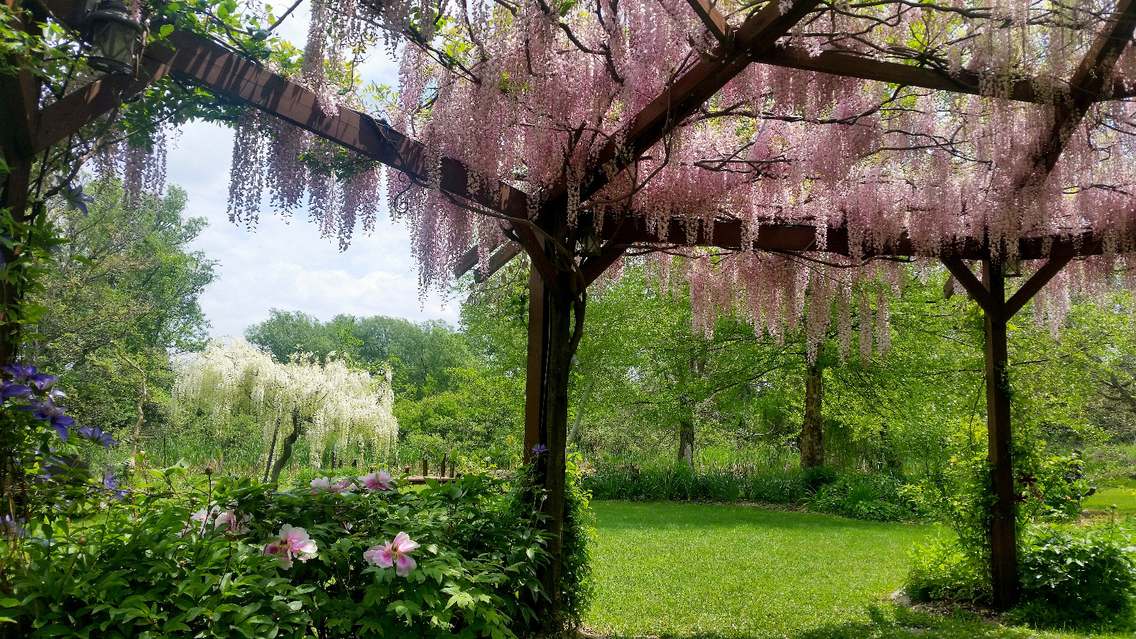 LOOKING UP THROUGH PINK WISTERIA IN BLOOM